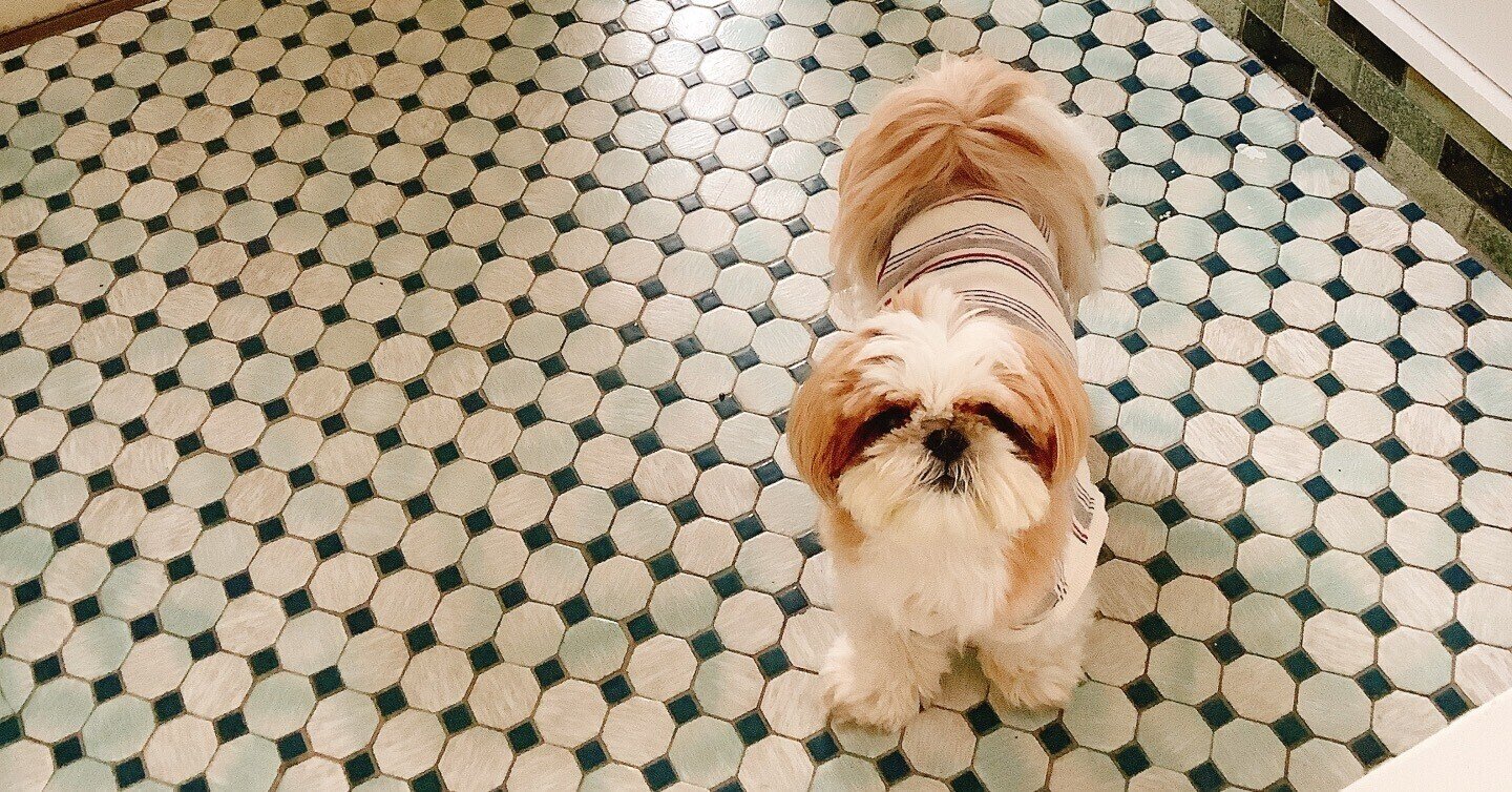 マリー・ノイラート 旧石器時代にはこのように暮らしていた 世界