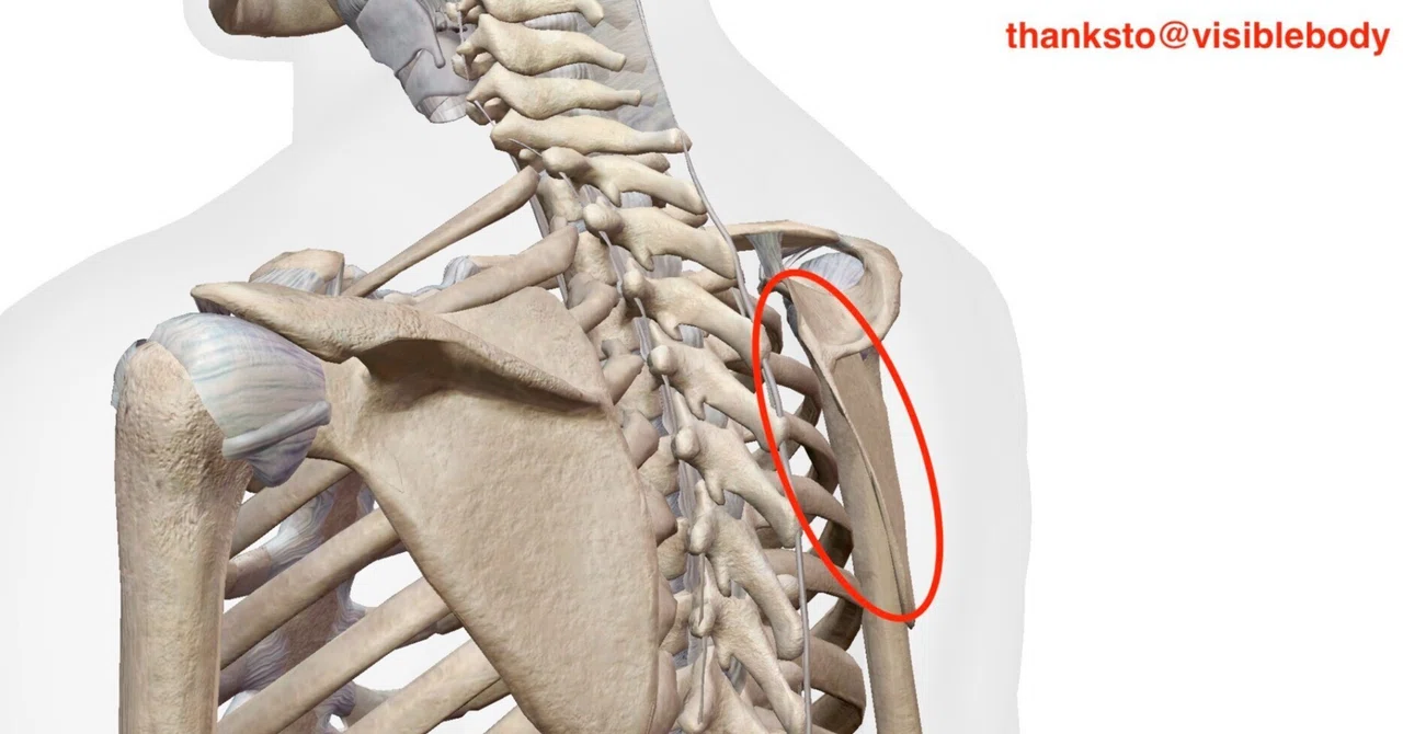 Must-See for Trainers: Scapular Knowledge and Practical Treatment ...