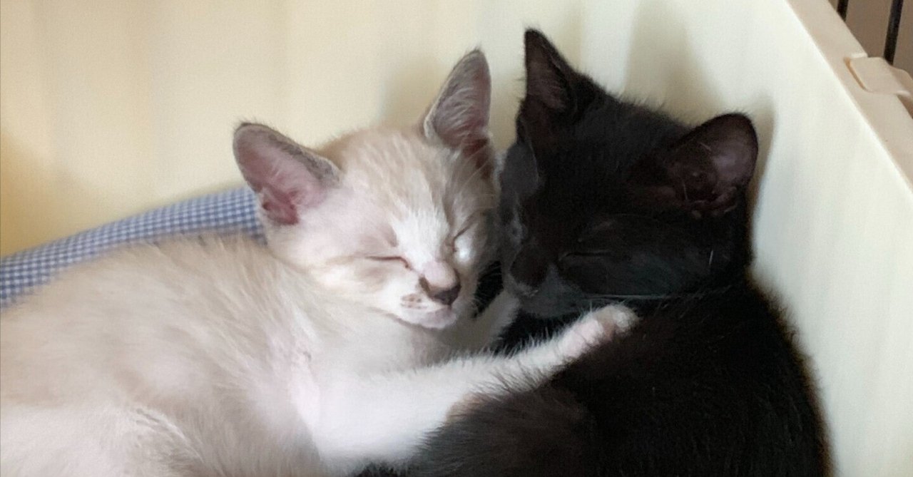目が覚めなかったらどうしよう」衰弱して意識を失っていた子猫を