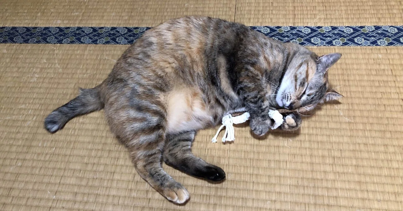 窓辺の猫 第五十三回「猫がまたたびを気に入る確率」｜猫様とごはん
