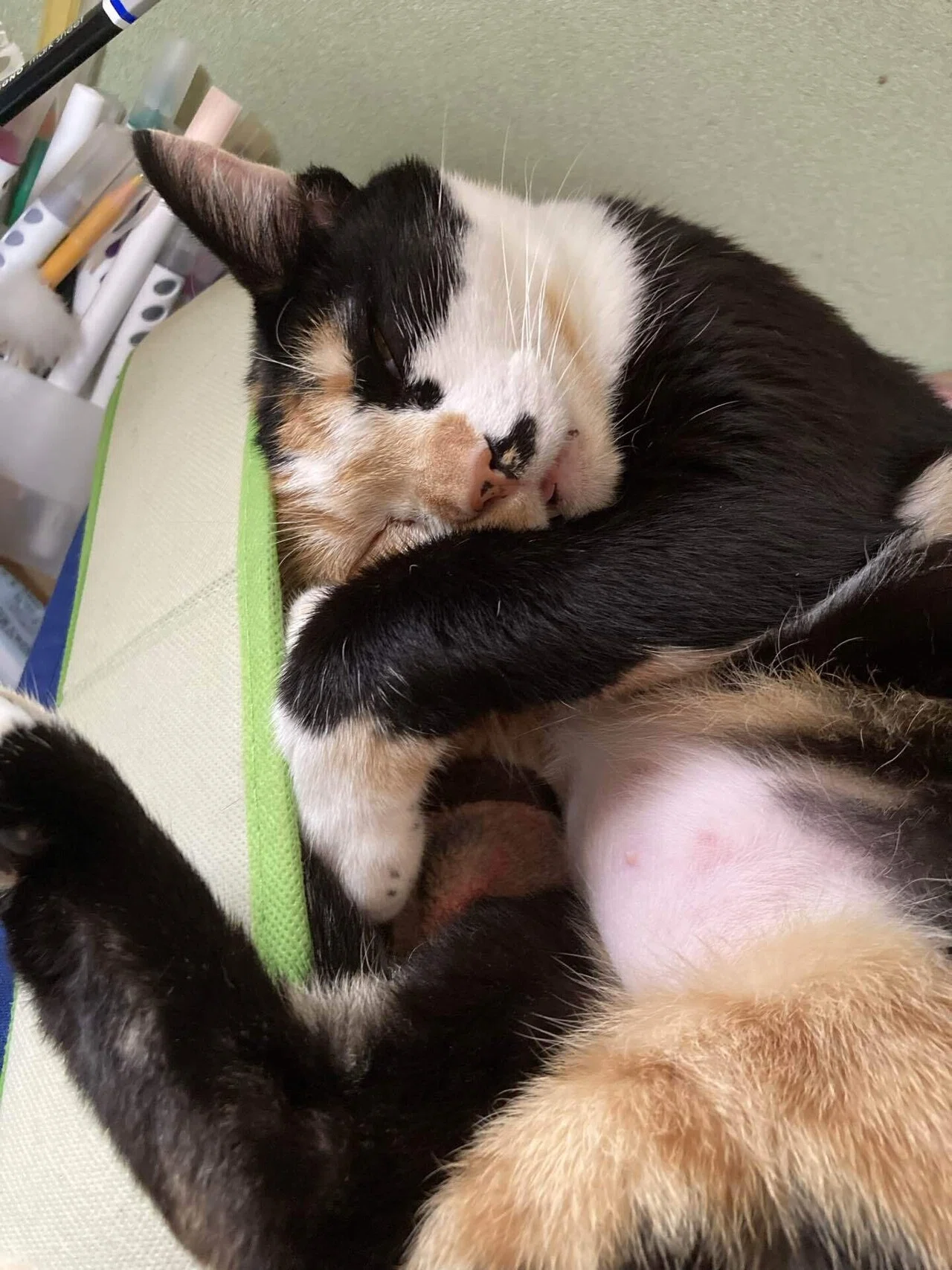窓辺の猫 第五十三回「猫がまたたびを気に入る確率」｜猫様とごはん