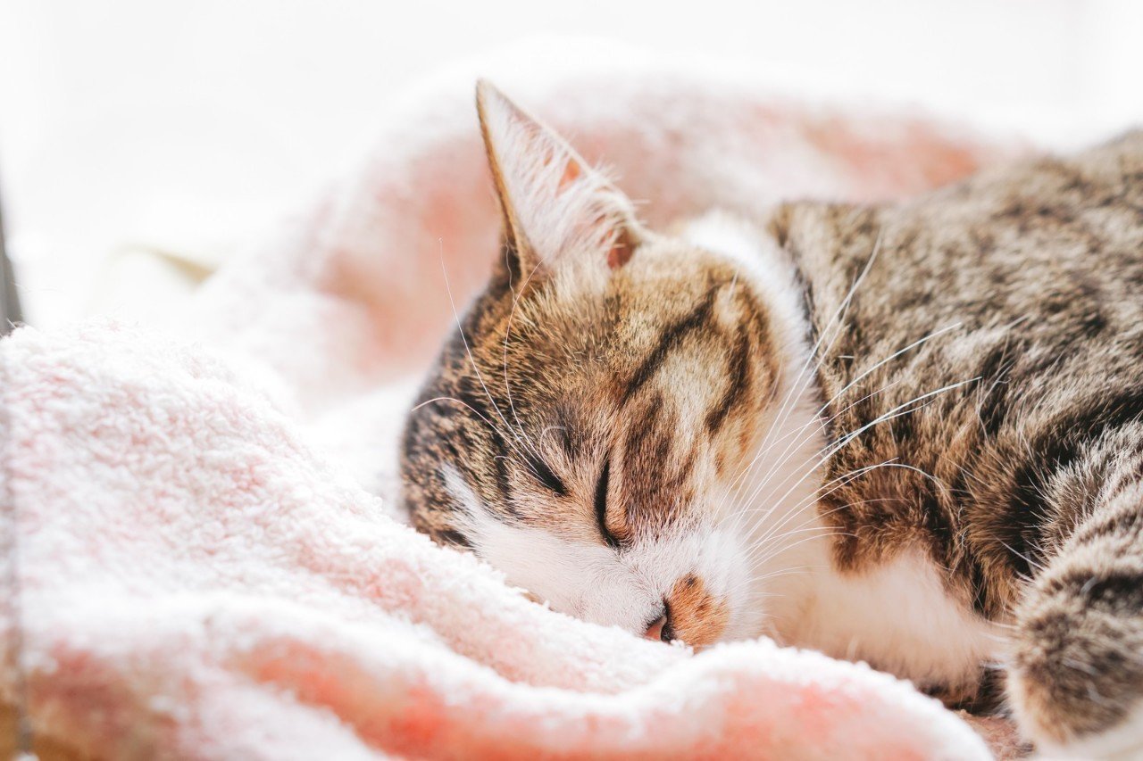 授業中の居眠り 桜花 現役バイト塾講師 Note 授業中の居眠り 桜花 現役バイト塾講師 Note