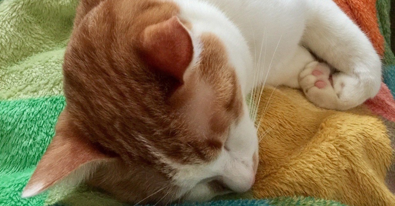 猫が膝の上でよく寝るようになったから 秋 たたら小町 Note