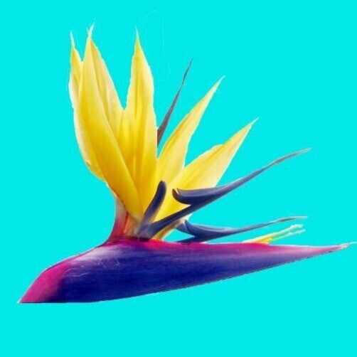 ストレリチア - ジャンセア｜極楽鳥花植物園｜note