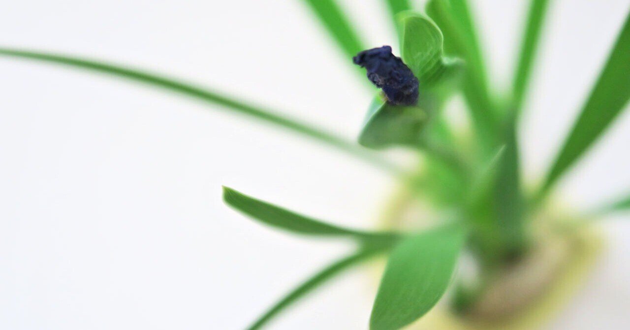 値下げしました。 山口華楊、燕子花（かきつばた） 杜若 燕子花 カキツバタ｜秋峰