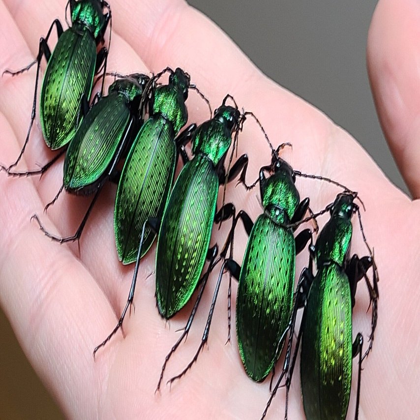 オクトネアオオサムシ採集｜虫田