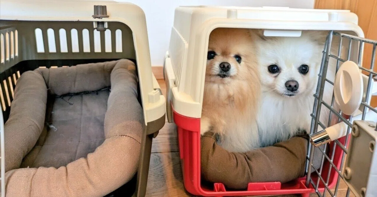 ポチの飼い主 ぽぽちとぱぴちのプロフィール｜ぽこ︱ぽぽちの飼い主