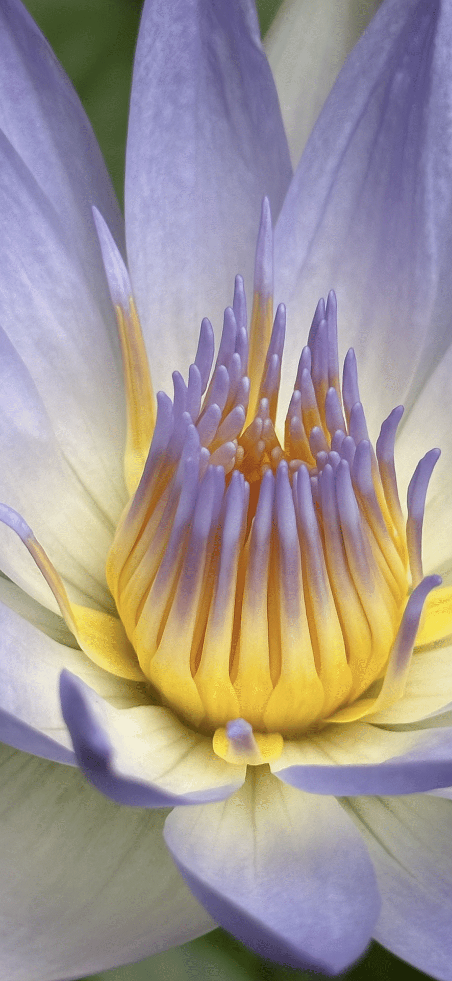 スイレン花 スイレン｜園芸植物小百科｜育て方｜花の写真
