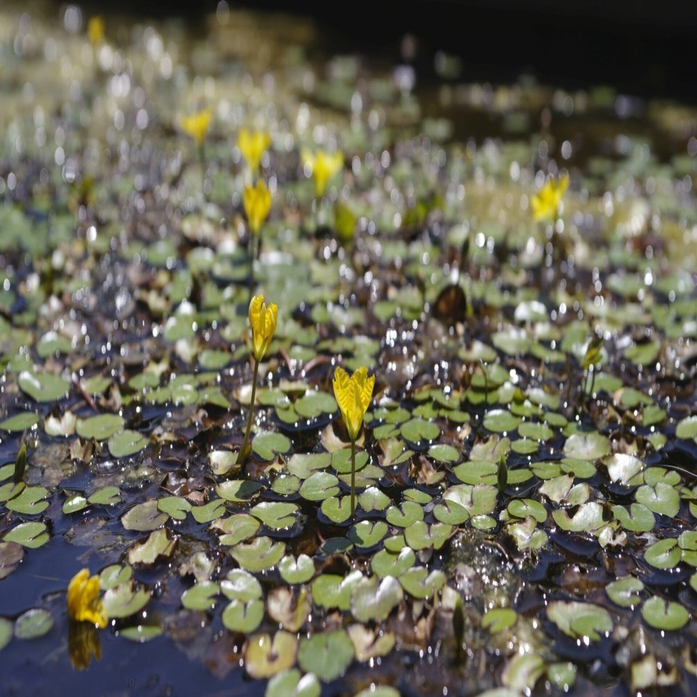 大三元レンズの始祖と川西町・三宅町を歩く(2) (Tokina AT-X270AF Pro
