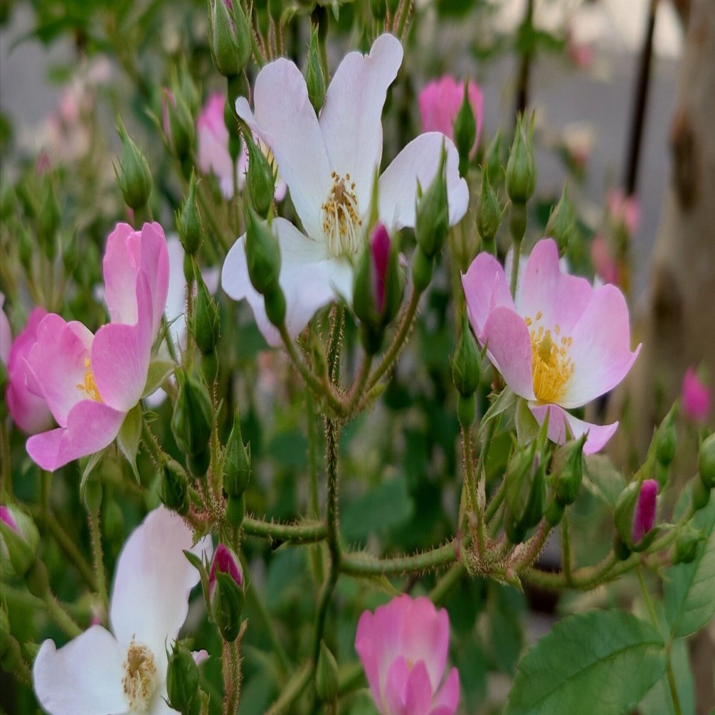 バラ バレリーナ｜桐子 TO-KO