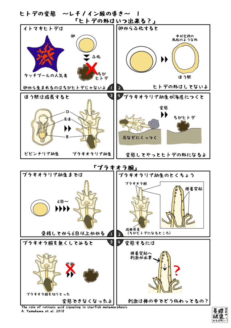 ヒトデの変態 レチノイン酸の導き かわいせーざん 基礎研究っておもしろい 生物編 Note