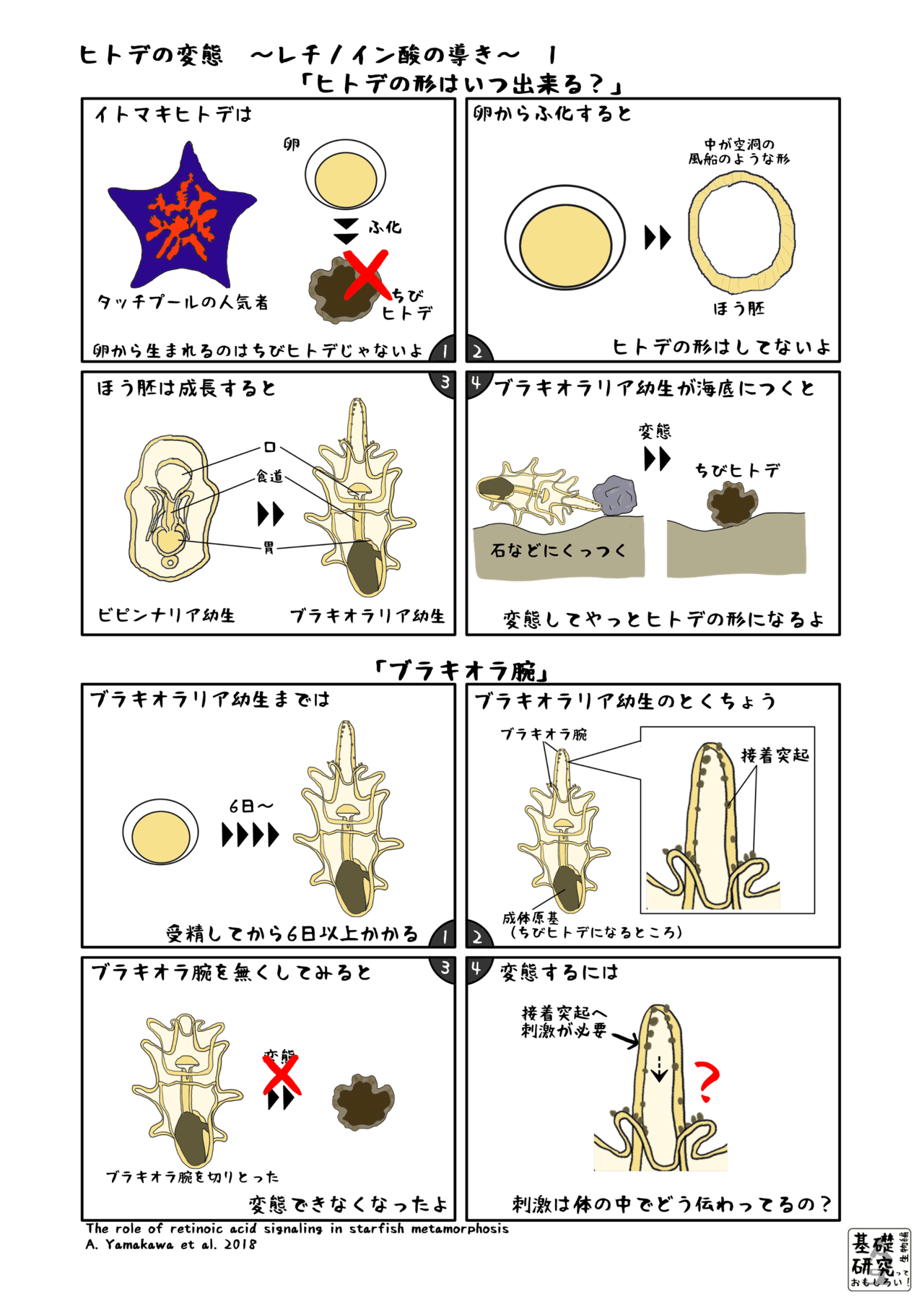 ヒトデの変態 レチノイン酸の導き 1 かわいせーざん 基礎研究っておもしろい 生物編 Note