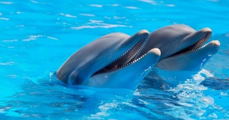 イルカと泳げる 海の動物達と遊ぶシーライフパークをご紹介 ハワイ先生 Note