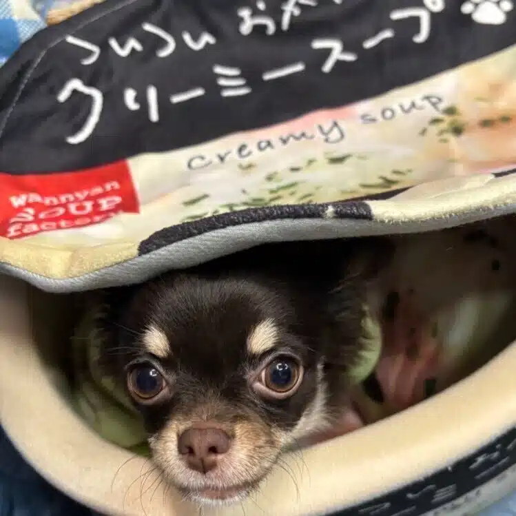 TANOSHIKA叶夢
