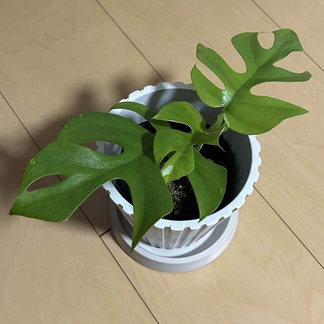 ヒメモンステラとパキラの植え替え日和｜いちり