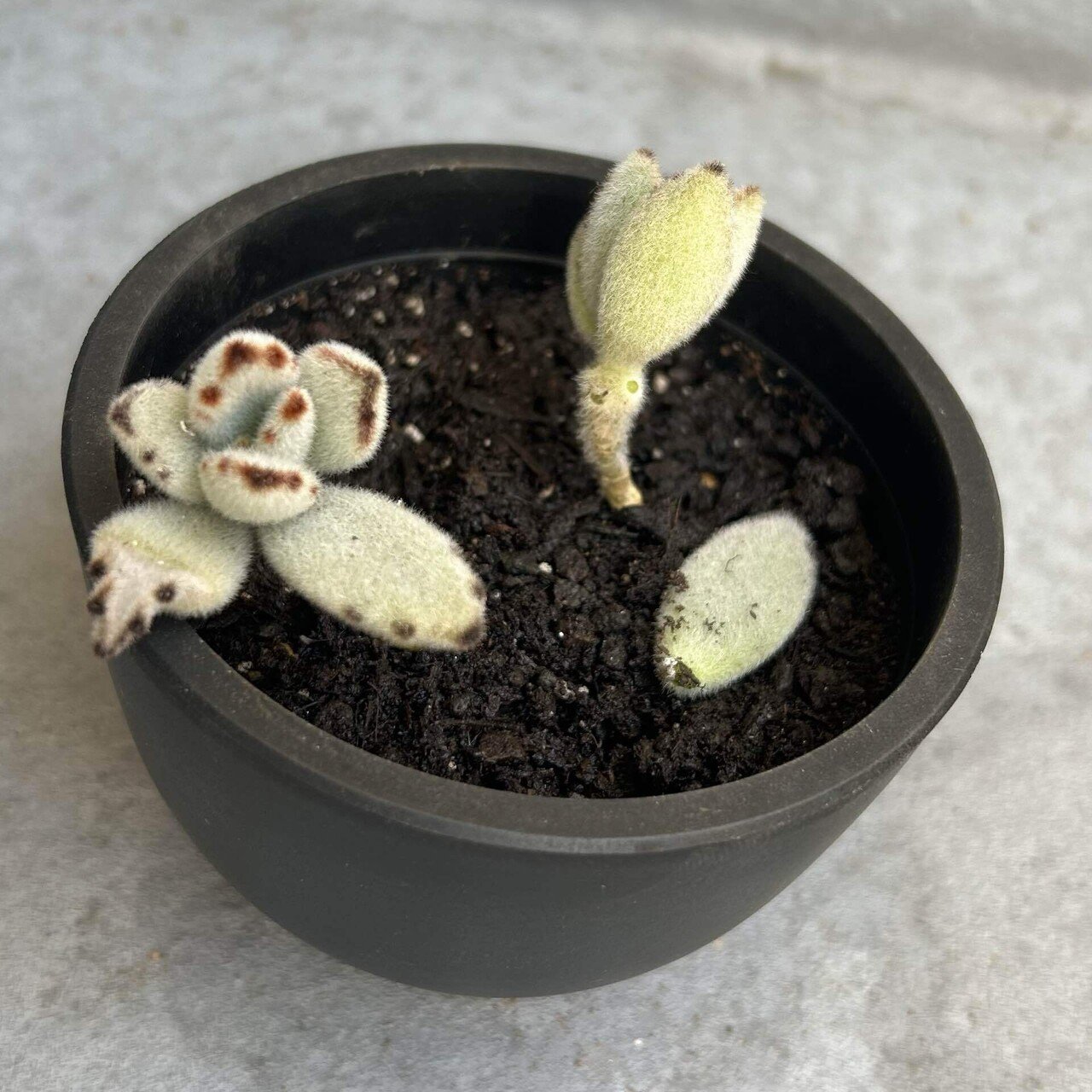 ヒメモンステラとパキラの植え替え日和｜いちり