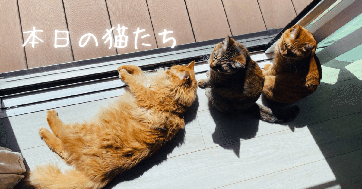 【5％OFF】 本日の猫たち #331｜MIU 財布・ケース・小物入れ
