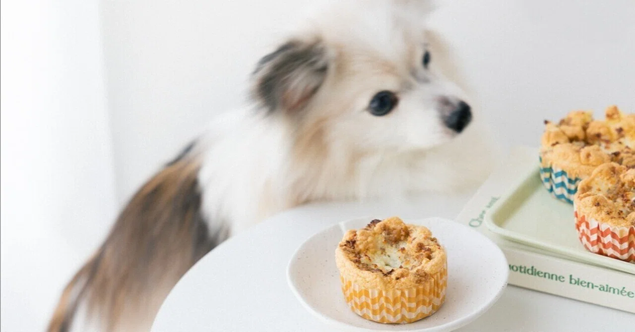 ALBELOBELO ホームデコ　身長計　いぬ　シェフ　レース　カップケーキ ひき肉のそぼろカップケーキ（手作り犬おやつレシピ）｜いちかわあやこ