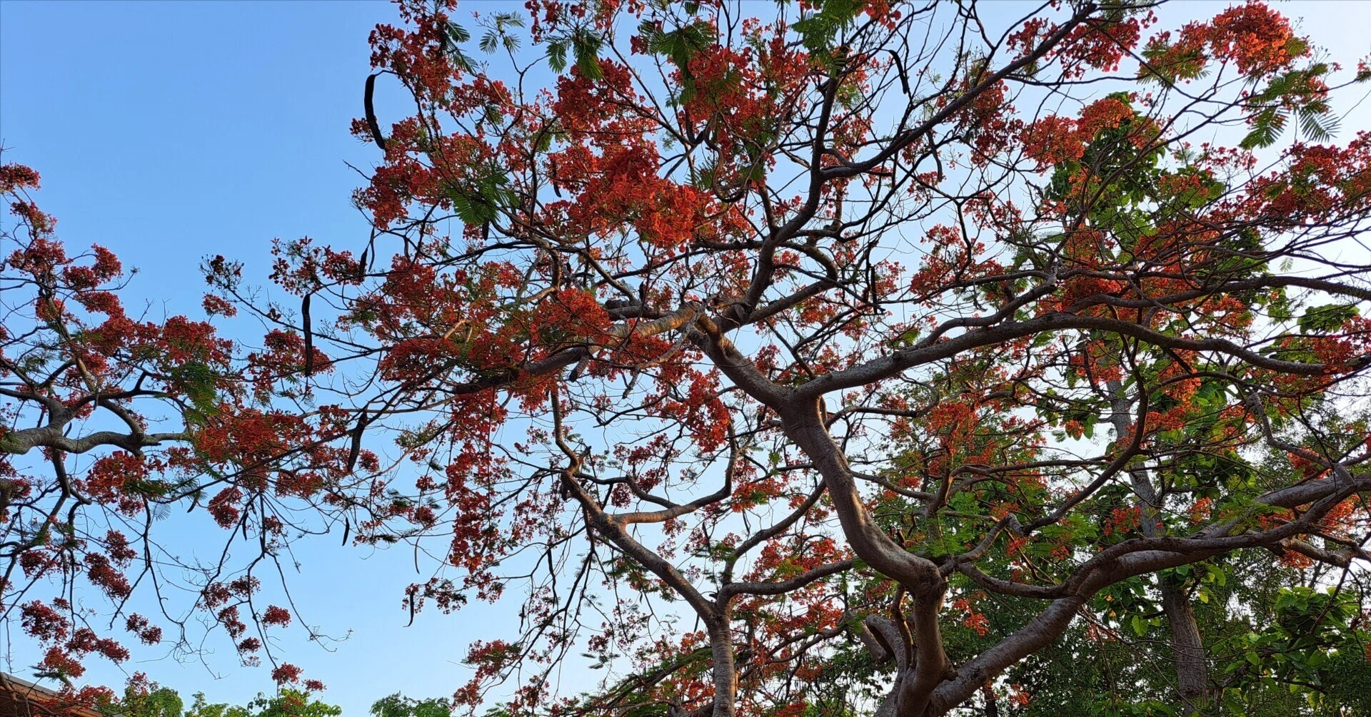花街のお持ち物　枝木と鳳凰　138.5cmワイド　木枠　唐朝 花街のお持ち物 枝木と鳳凰 138.5cmワイド 木枠 唐朝 鳳凰木｜園芸日記
