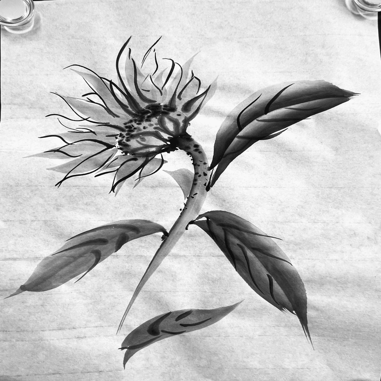 水墨画 藤｜madokasora11