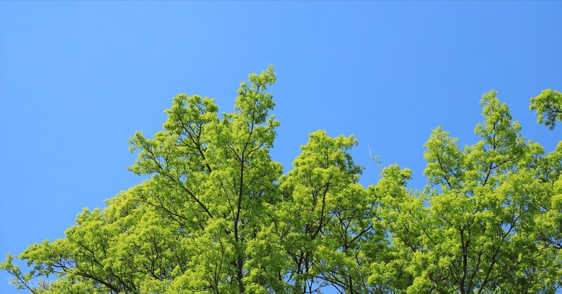 青空に伸びる木々