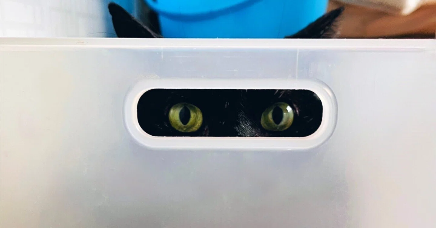 収納ケースの穴からこっそり覗いている黒猫ちゃん、隠れてるみたい