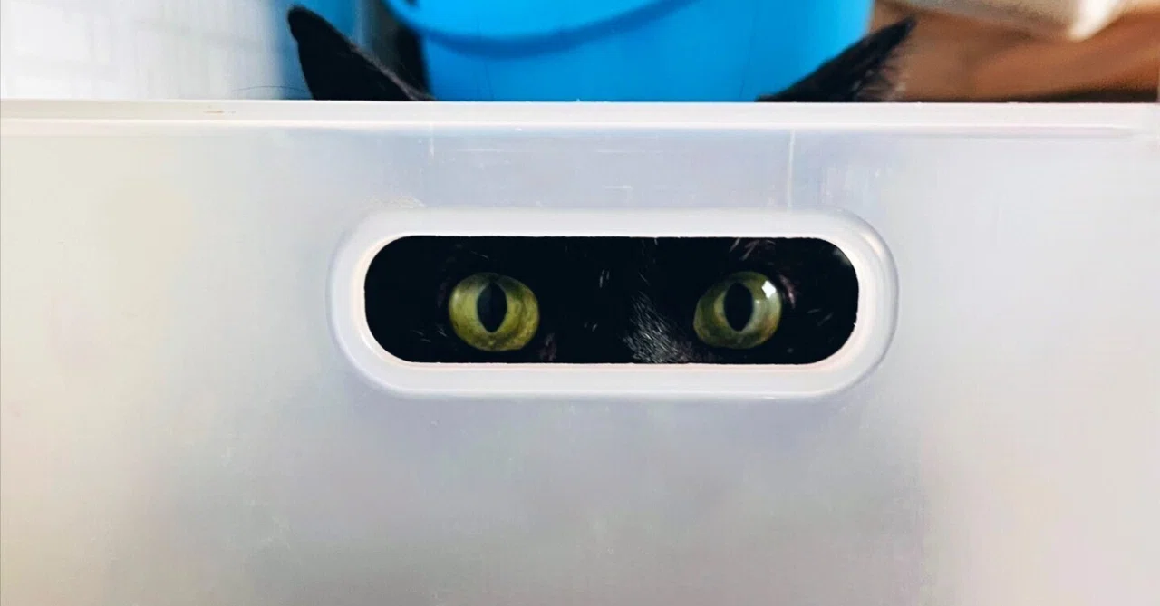 収納ケースの穴からこっそり覗いている黒猫ちゃん、隠れてるみたい