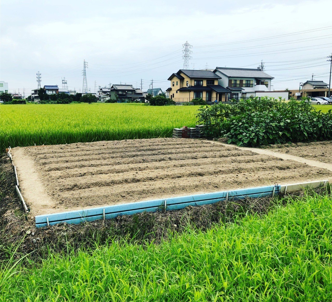 家庭菜園はどのくらいの広さが必要 Shintaro Note