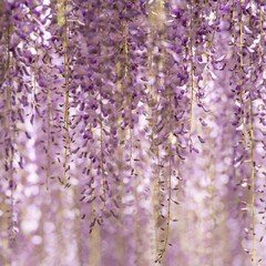 紫なひとときをあなたに〜貴族たちがこよなく愛した藤の花〜