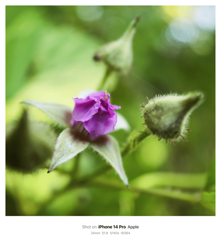#そのへんの3cm vol.2628 iPhoneでマクロ連載#ナワシロイチゴ 開花しても開かないというジレンマを抱えた花。哲学的である。#バラ目バラ科 