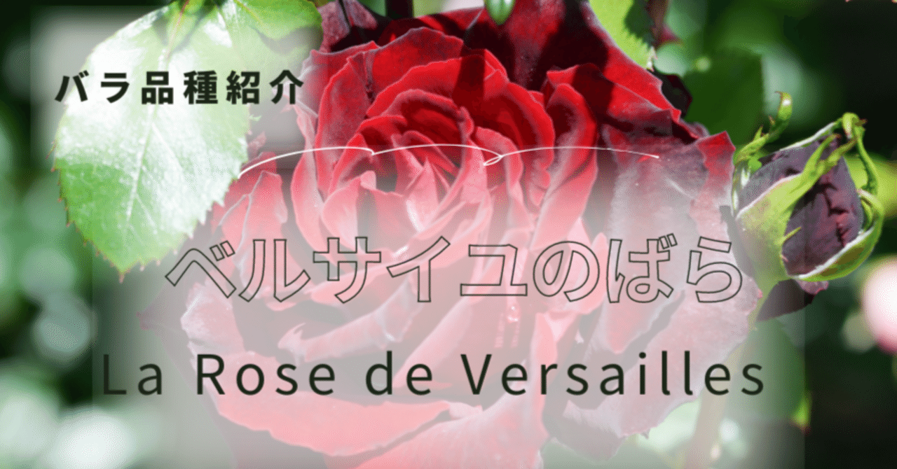 ベルサイユのばら(La Rose de Versailles)｜ばらトピ ―薔薇と園芸の