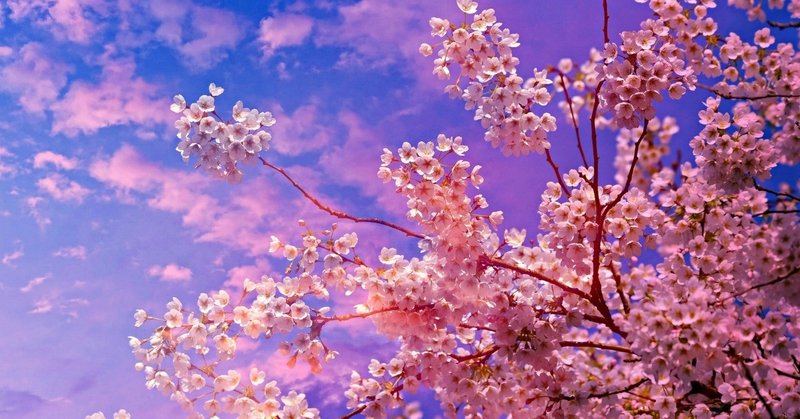 ショートショート『桜の家』