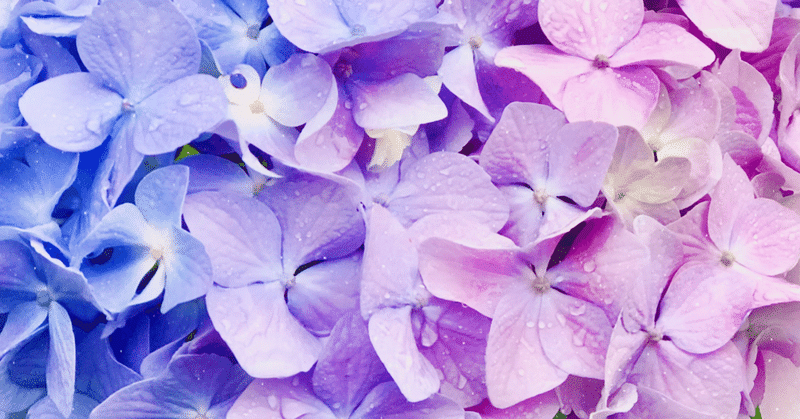 紫陽花ってどうやって色づくか知ってる？