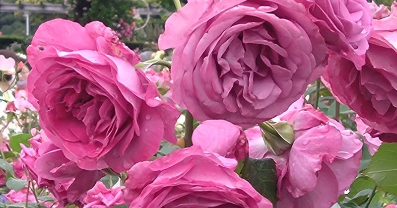 山下公園の美しい薔薇と🇮🇹カフェ＆レストラン　シルク（Silk）でランチ🩷幸せな休日