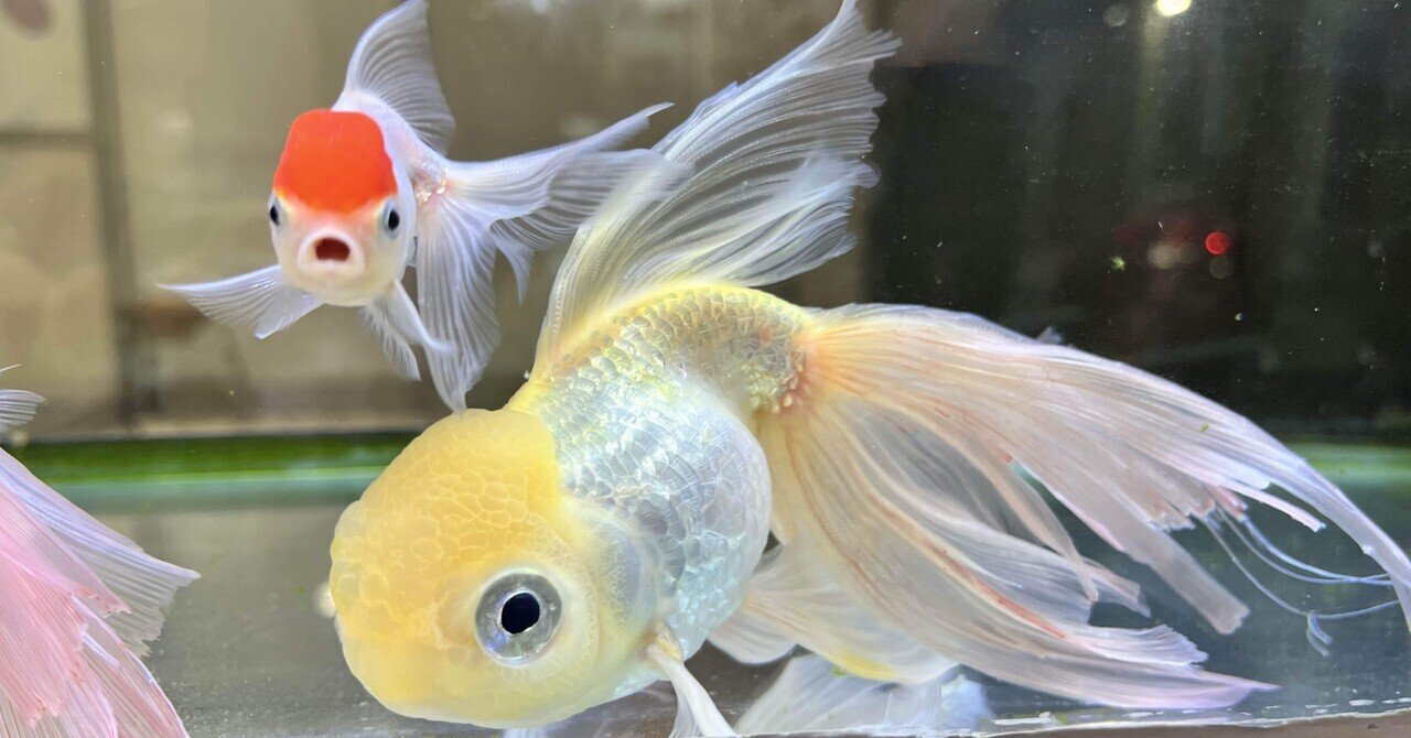 ひとんちの金魚｜ふせきら