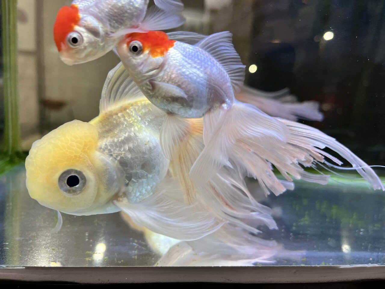 ひとんちの金魚｜ふせきら