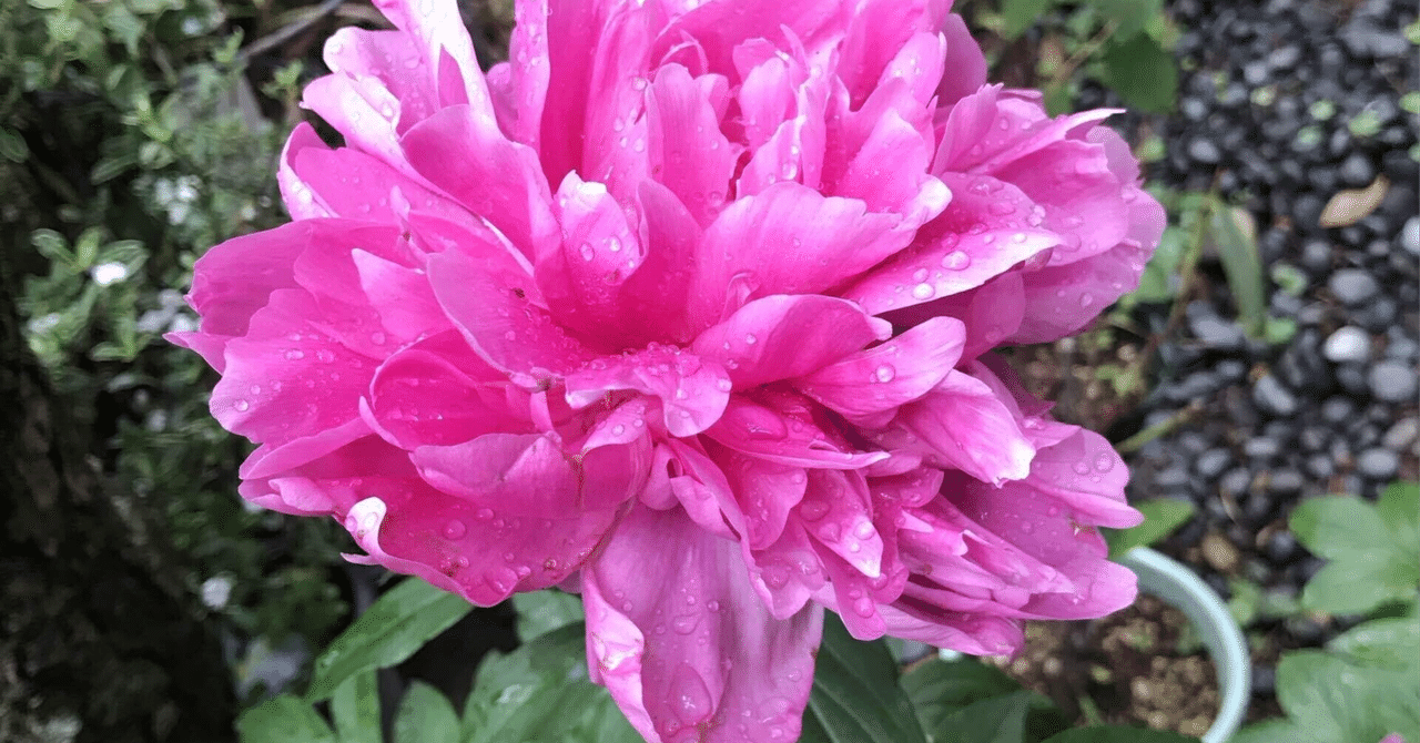 Java Goldの資格勉強の進捗01|gengen