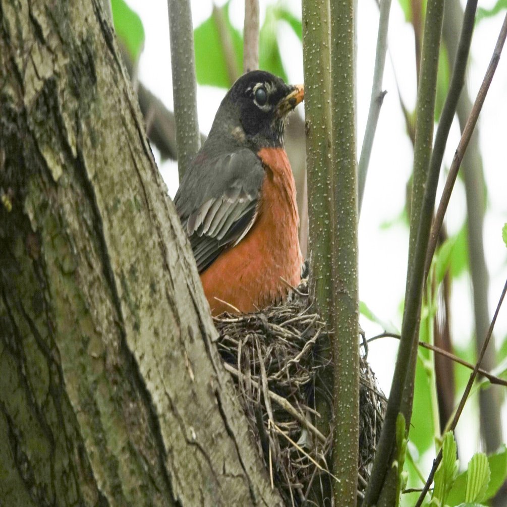 NYx鳥】ロビンの子育て、ヒナが消えた…？｜とみー＠NY