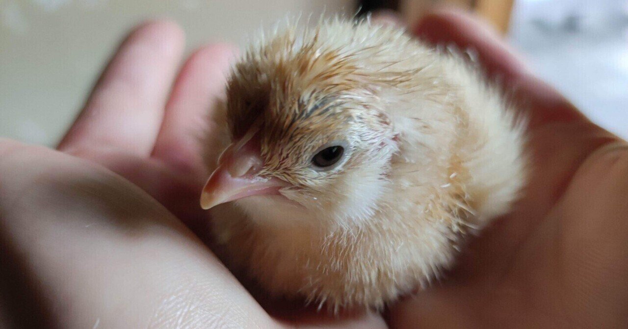 啐啄(そったく)同時|Yu+(ユープラス)/心が変われば人生も変わる