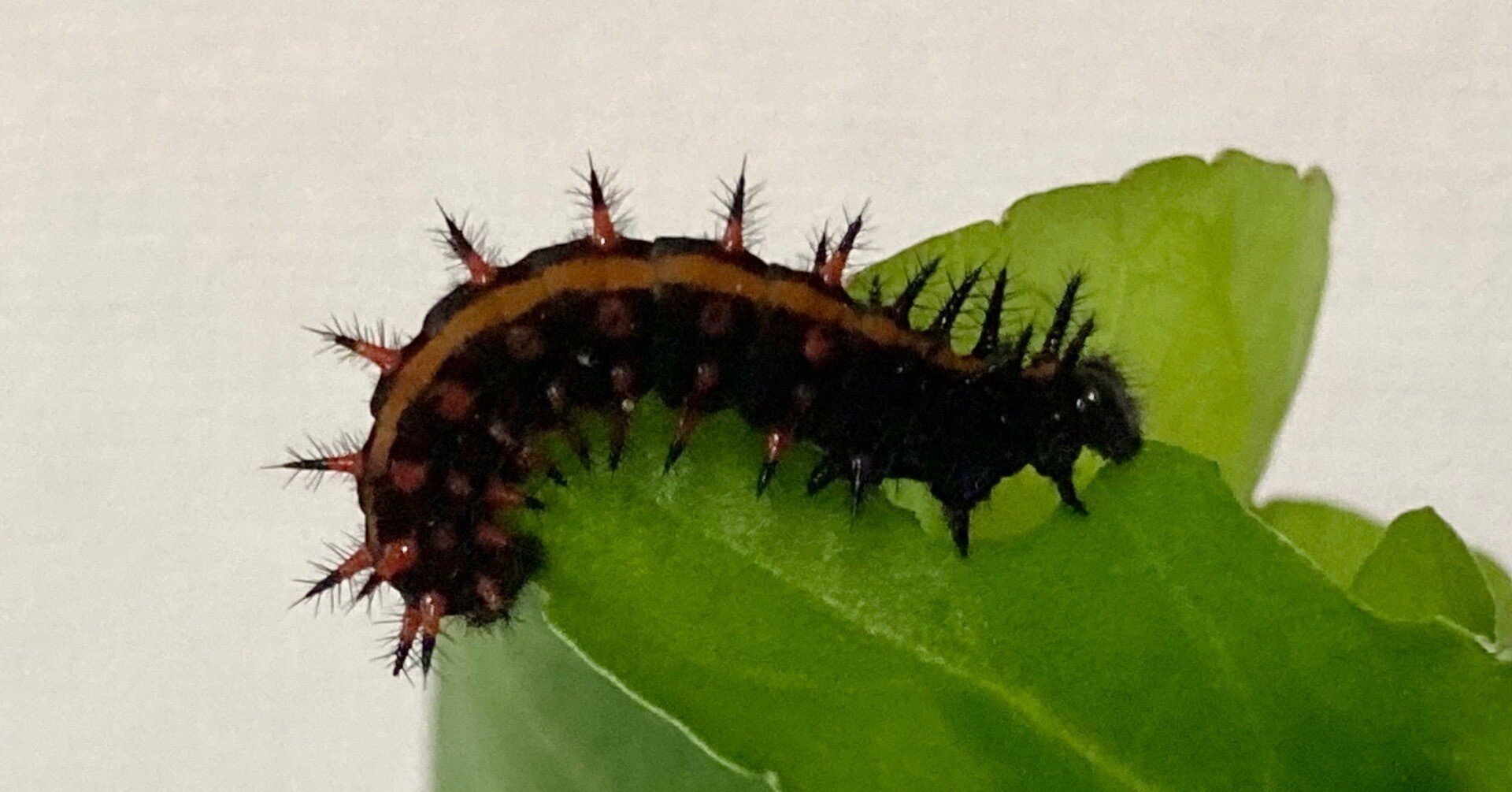 85e833cc5d84b2396f1ba005f54a44