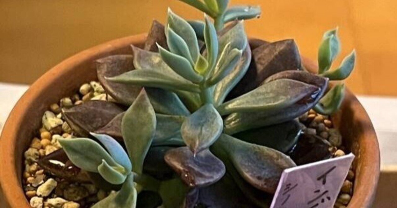 インディカ（シノクラッスラ属）☆｜ひなよっこ