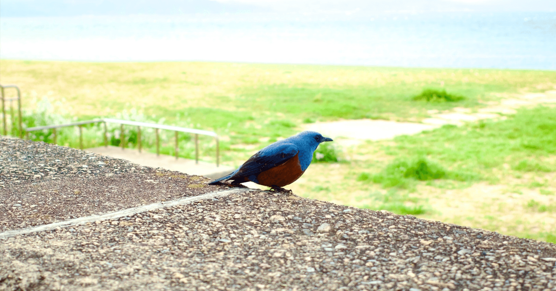 セッション中の青い鳥 - エネルギーが言葉を纏うとき｜コーチさやか