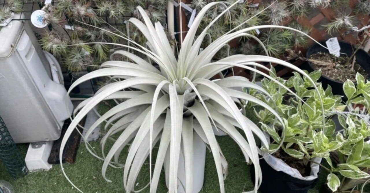 Tillandsia tomaselliiを紹介｜本田み。