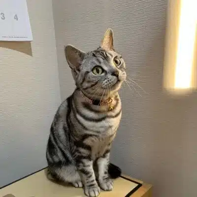 シマ猫のハハ