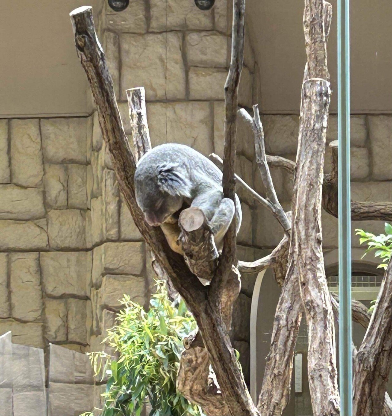 動物園】コアラについて｜唯坂 優