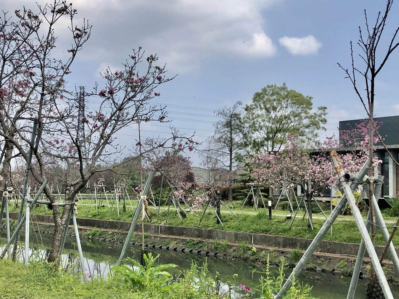 台湾でクレマチスの花に出会う｜さち