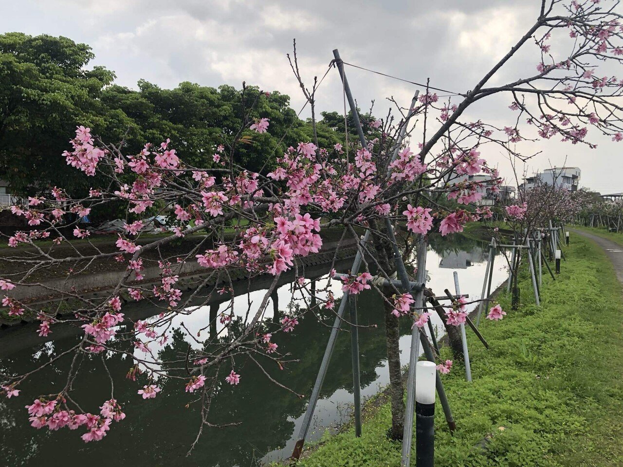 台湾でクレマチスの花に出会う｜さち