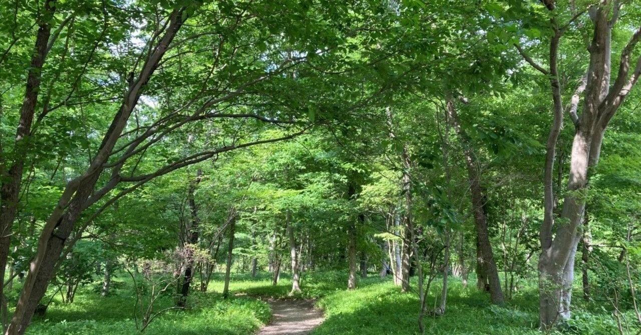雑木林 と は