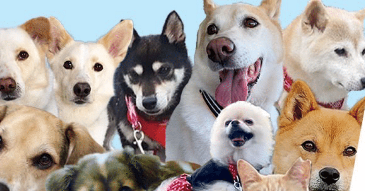 映画「吾輩は保護犬である」｜からぽこ（karapoco）