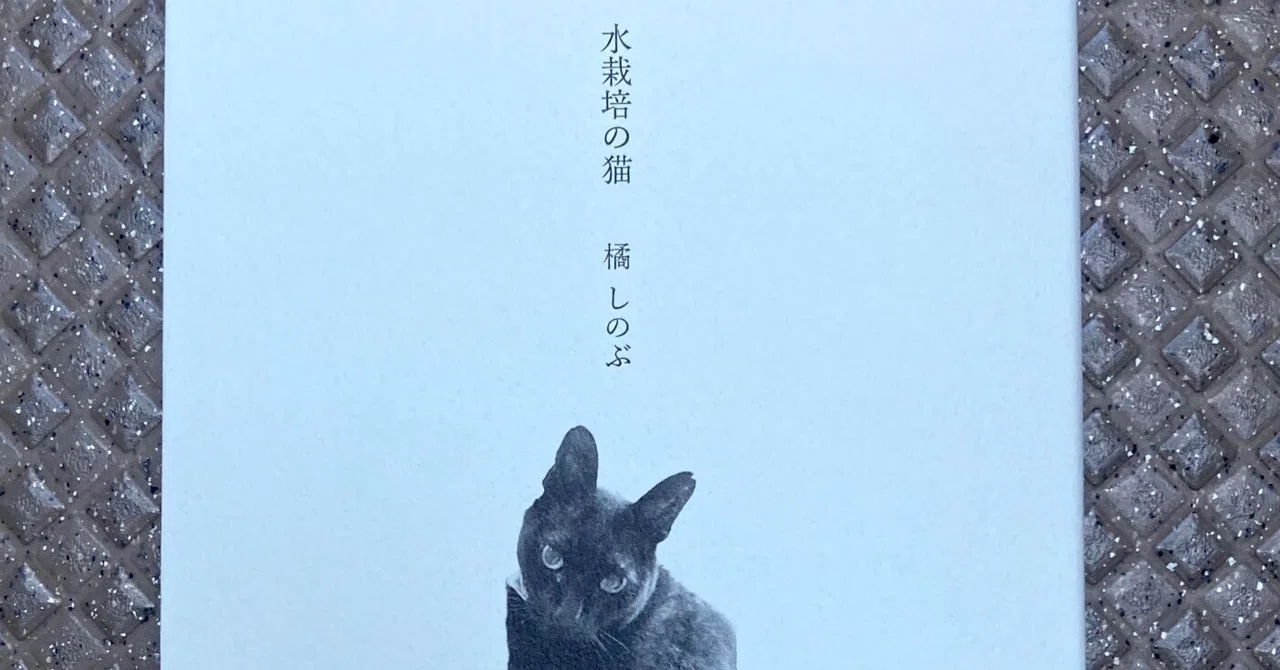 手書き詩集『風のあしあと』 あとがき｜橘しのぶ